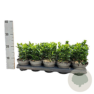 Euonymus jap. 'Green Spire' 15-20 cm P12