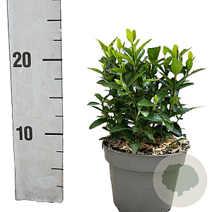 Euonymus jap. 'Green Spire' 15-20 cm P12