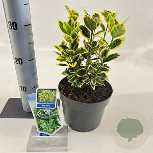 Euonymus jap. Marieke 20-25 cm 2,0L