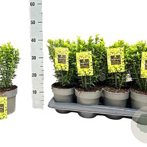 Euonymus jap. 'Microphyl. Aureovar' 30-35 cm P26