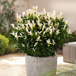 Euonymus jap. Paloma Blanca 30-35 cm P26