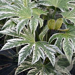 Fatsia japonica 'Spider's Web' 30-35 cm P22