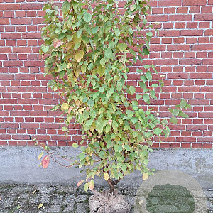 Cornus sang. 'Midwinter Fire' 100-125 cm met kluit struik