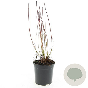 Cornus sericea 'Kelseyi' GM C1.3