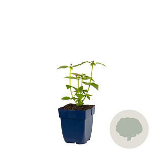 Agastache 'Blue Fortune' GM  P11