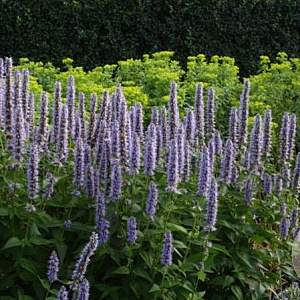 Agastache 'Blue Fortune' GM C1.3 BIO