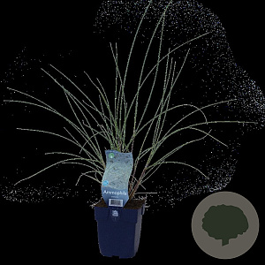 Ammophila arenaria GM  P11