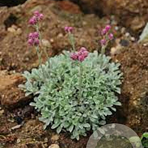 Antennaria dioica 'Alex Duguid' GM C1 BIO