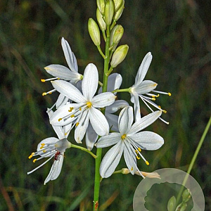 Anthericum ramosum GM C1 BIO