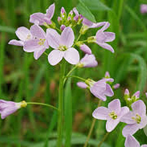 Cardamine pratensis GM C1 BIO inheems