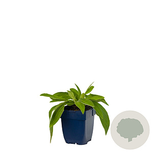 Centaurea montana 'Grandiflora' GM  P11