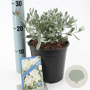 Convolvulus cneorum 20-25 cm 2,0L