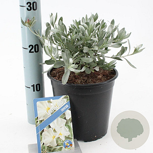 Convolvulus cneorum 20-25 cm 2,0L