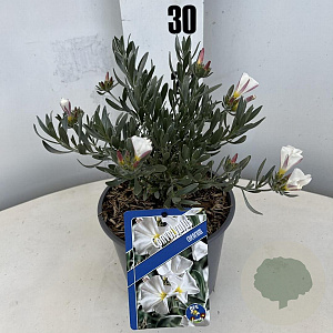 Convolvulus cneorum 20-25 cm 2,0L