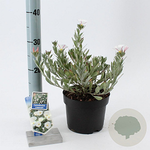 Convolvulus cneorum 20-25 cm 2,0L