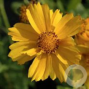 Coreopsis gr. 'Sonnenkind' GM C1 BIO