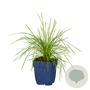 Deschampsia cespitosa GM  P11