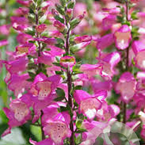 Digiplexis Berry Canary GM C1.3 BIO