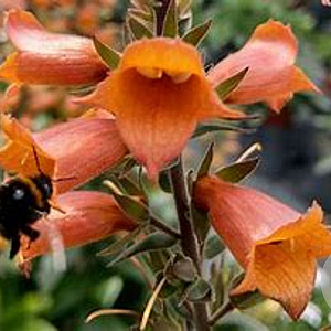 Digitalis 'Firecracker' GM C1.3 BIO