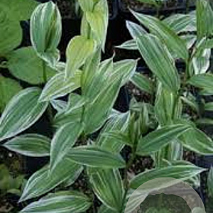 Disporum sessile GM C1 BIO