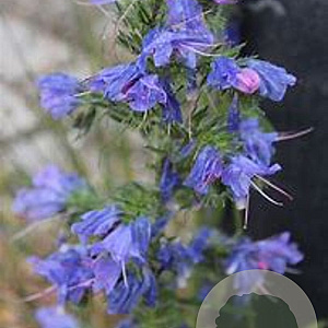 Echium vulgare GM C1 BIO inheems