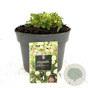 Erigeron karvinskianus GM 2,0L
