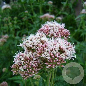 Eupatorium cannabinum GM C1 BIO inheems