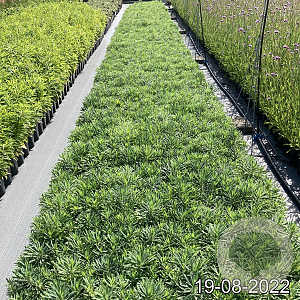 Euphorbia characias wulfenii GM 2,0L