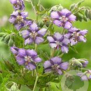 Geranium ph. Censation Kora GM C1.3 BIO