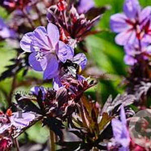 Geranium pr. 'Midnight Reiter' GM C1.3 BIO