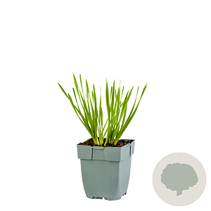 Allium 'Millenium' GM  P11