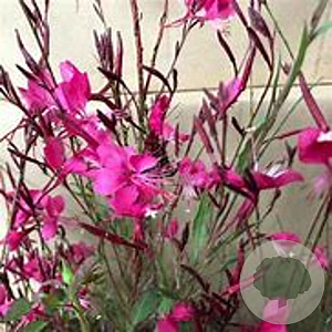 Gaura ''Gambit Rose'' GM C1.3 BIO