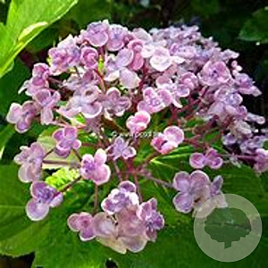 Hydrangea m. 'Ayesha' GM 3,0L leverbaar