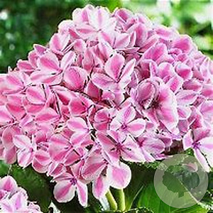 Hydrangea m. Peppermint GM 3,0L leverbaar