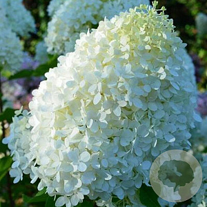 Hydrangea pan. Minty Spirit GM 3,0L leverbaar