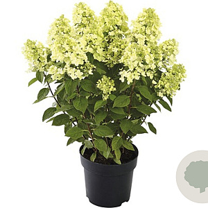 Hydrangea pan. Pandora 50-60 cm p29