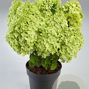 Hydrangea pan. Panorama 50-60 cm p29