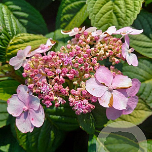 Hydrangea s. 'Bluebird' GM 3,0L leverbaar