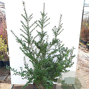 Ilex crenata 'Convexa' 20-25 cm 2,0L