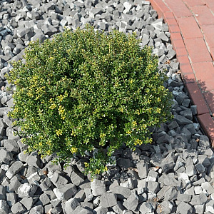 Ilex crenata 'Glorie Dwarf' 20-25 cm 2,0L