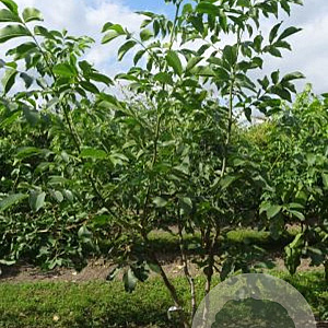 Juglans regia 200-250 cm draadkluit meerstammig struik