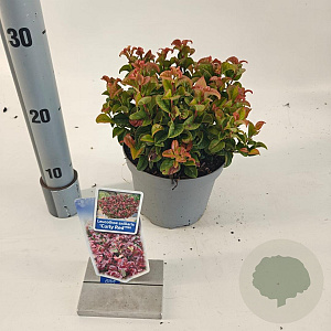Leucothoe axillaris 'Curly Red' 20-25 cm 2,0L