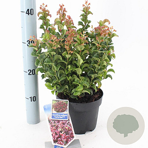 Leucothoe axillaris 'Curly Red' 20-25 cm 2,0L