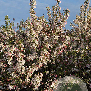 Malus 'Evereste' 150-175 cm draadkluit struik 100-150 breed