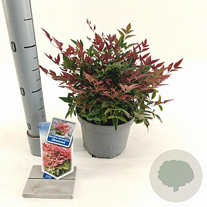 Nandina d. Obsessed 20-25 cm 2,0L
