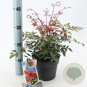 Nandina d. Obsessed 20-25 cm 2,0L