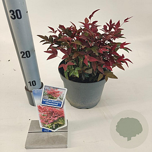 Nandina d. Obsessed 20-25 cm 2,0L