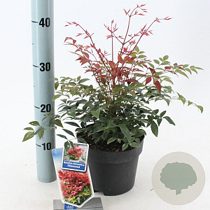 Nandina d. Obsessed 20-25 cm 2,0L
