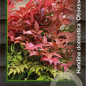 Nandina d. Obsessed 25-30 cm 2,0L