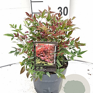 Nandina d. Obsessed 25-30 cm 2,0L